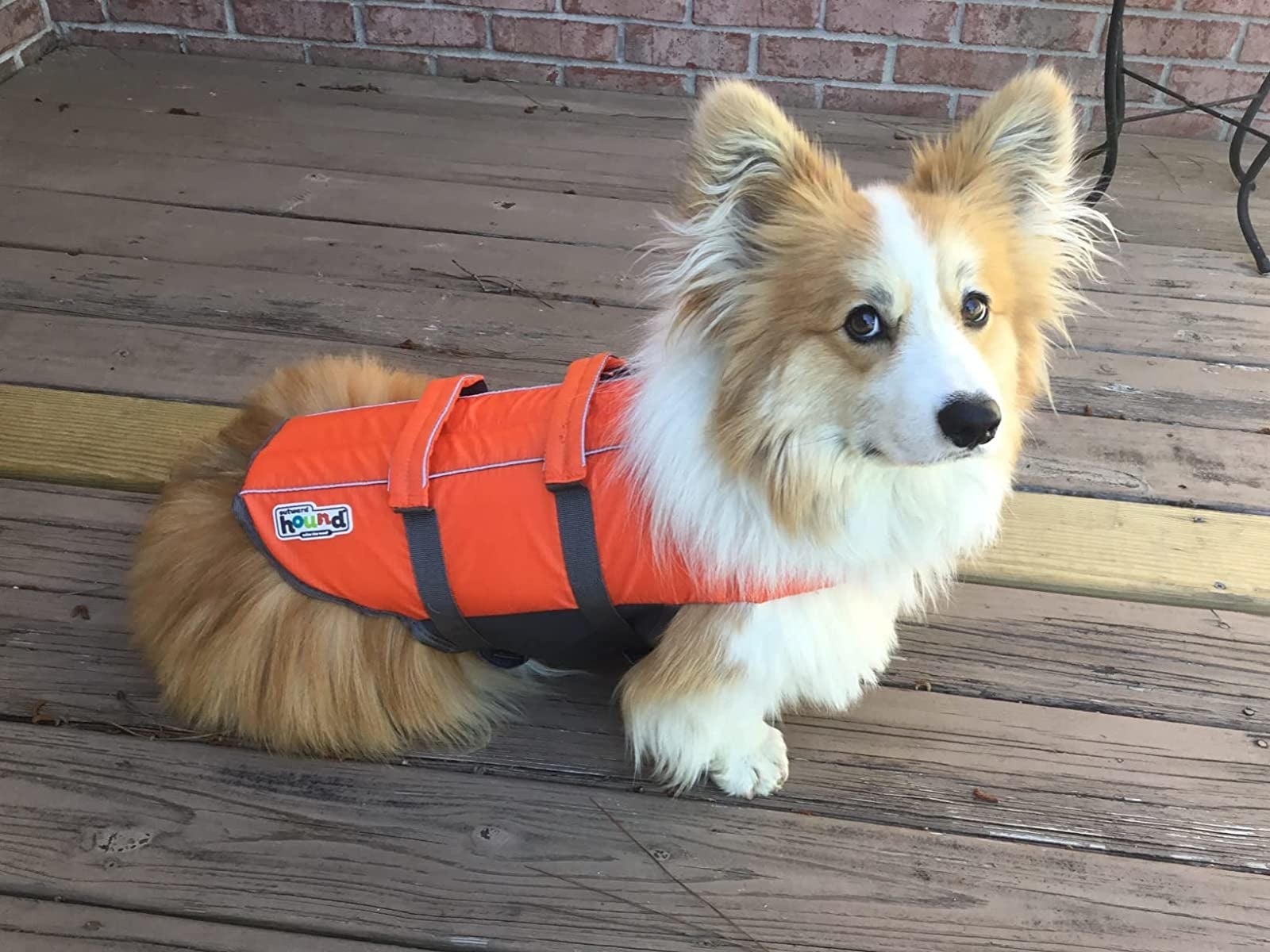 reviewer's small fluffy dog wearing the orange life vest