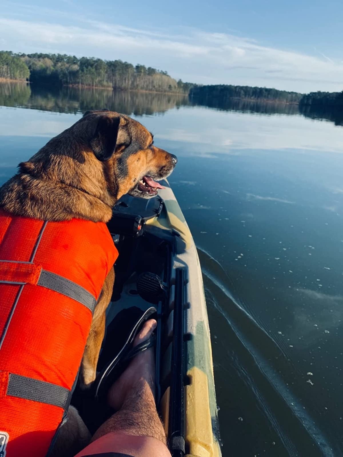 reviewer's large dog in an orange life vest in a boat