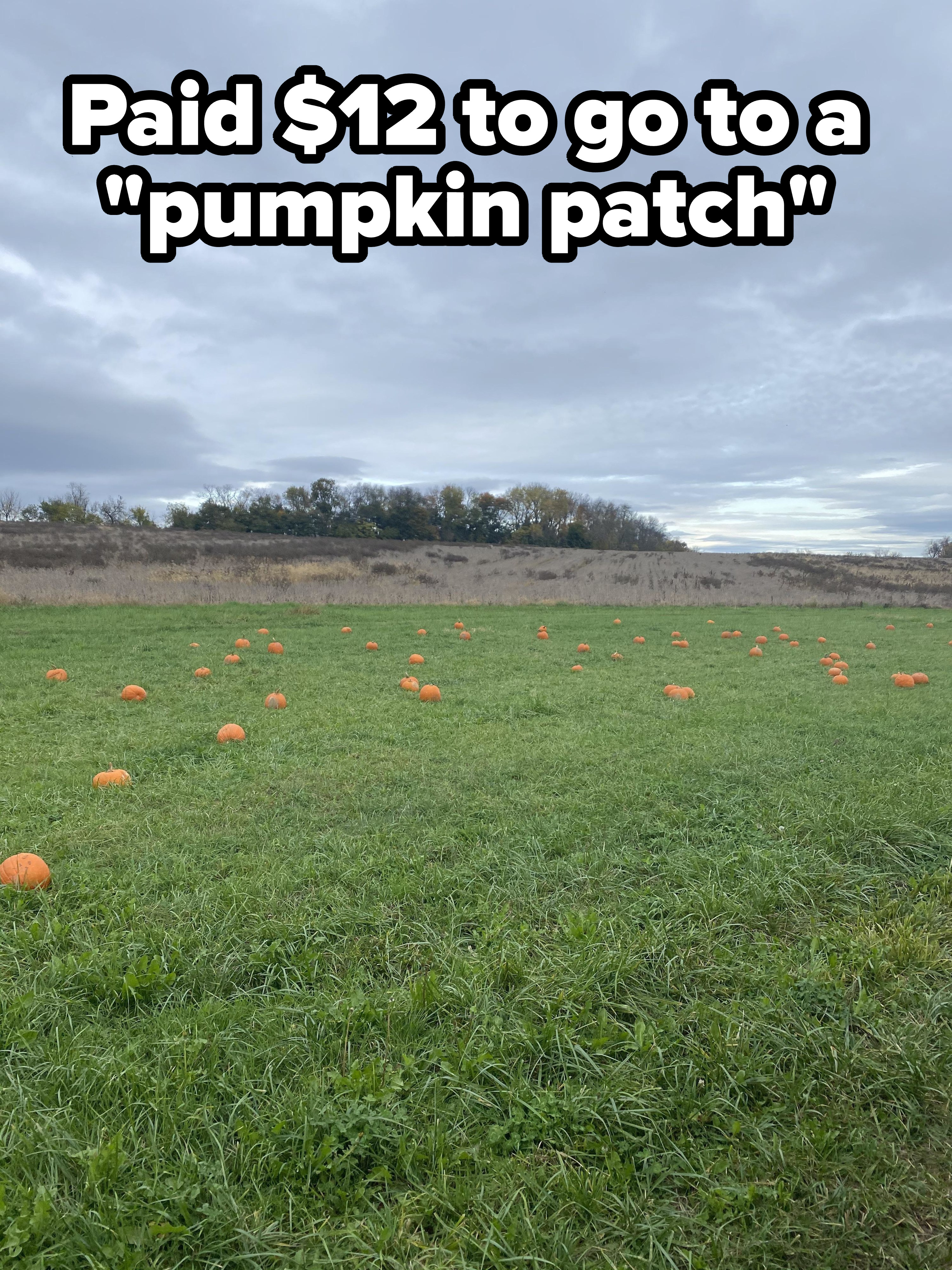 A sparse pumpkin patch