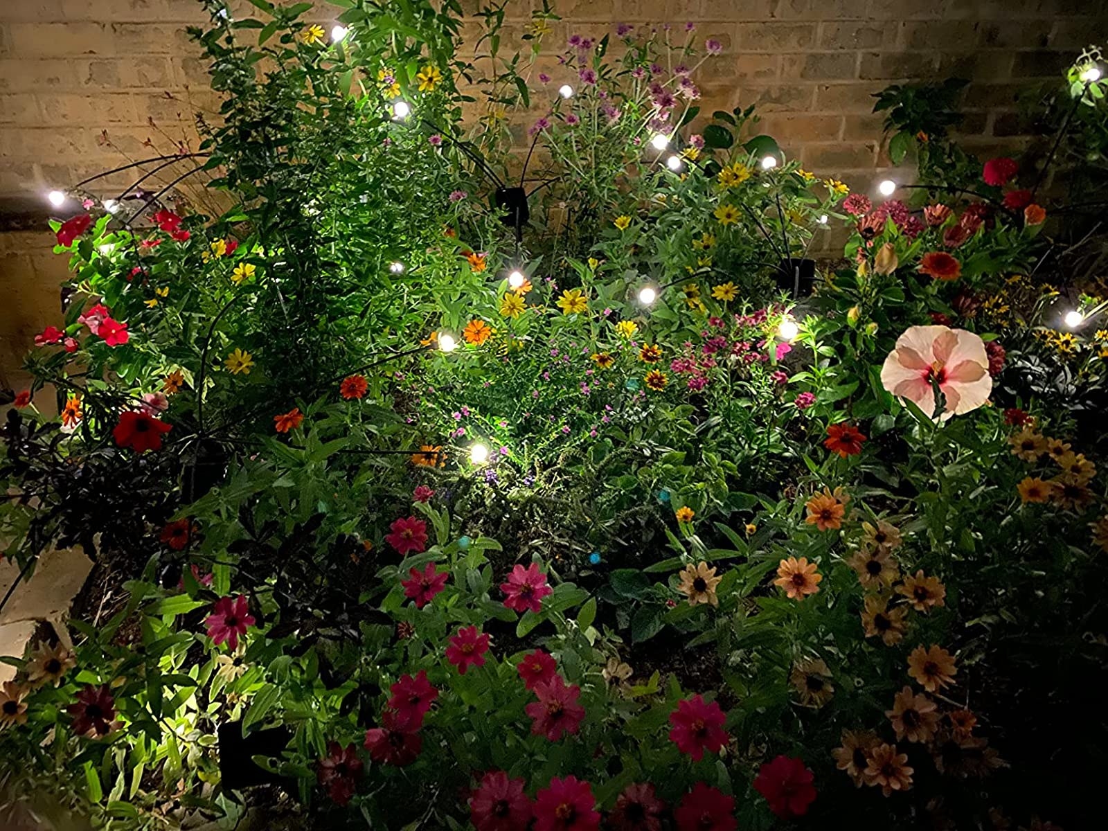 Reviewer photo of the lights in a garden