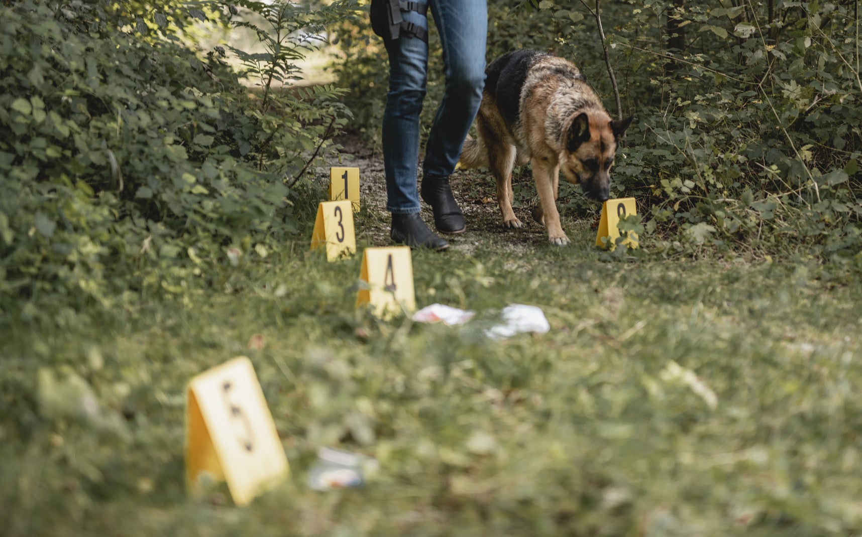 A trained dog sniffing for evidence