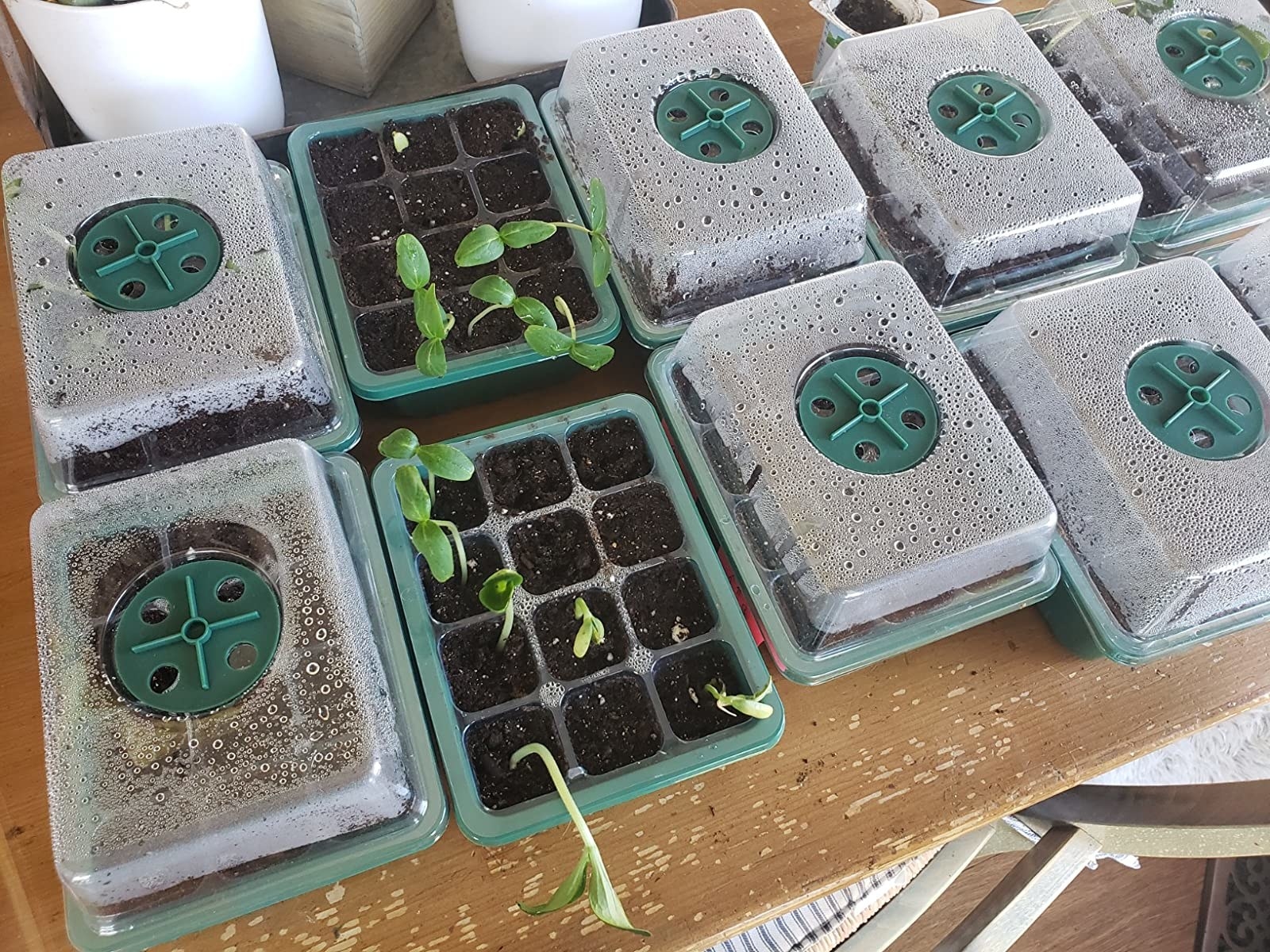Reviewer photo of the trays with plants