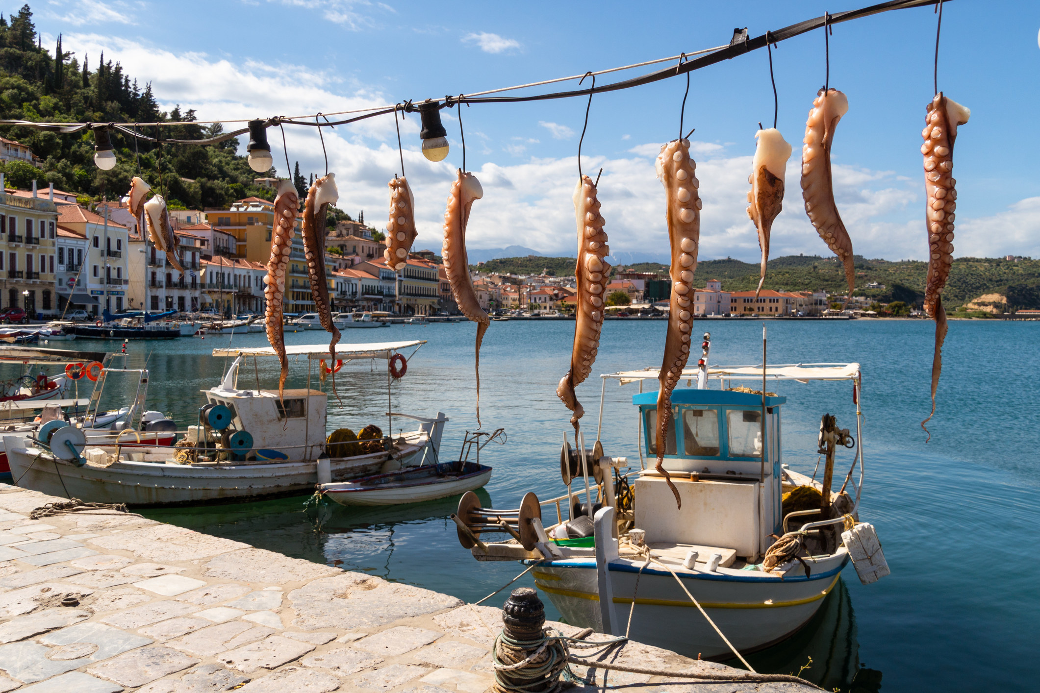 Fresh octopus hanging on a fishing harbor