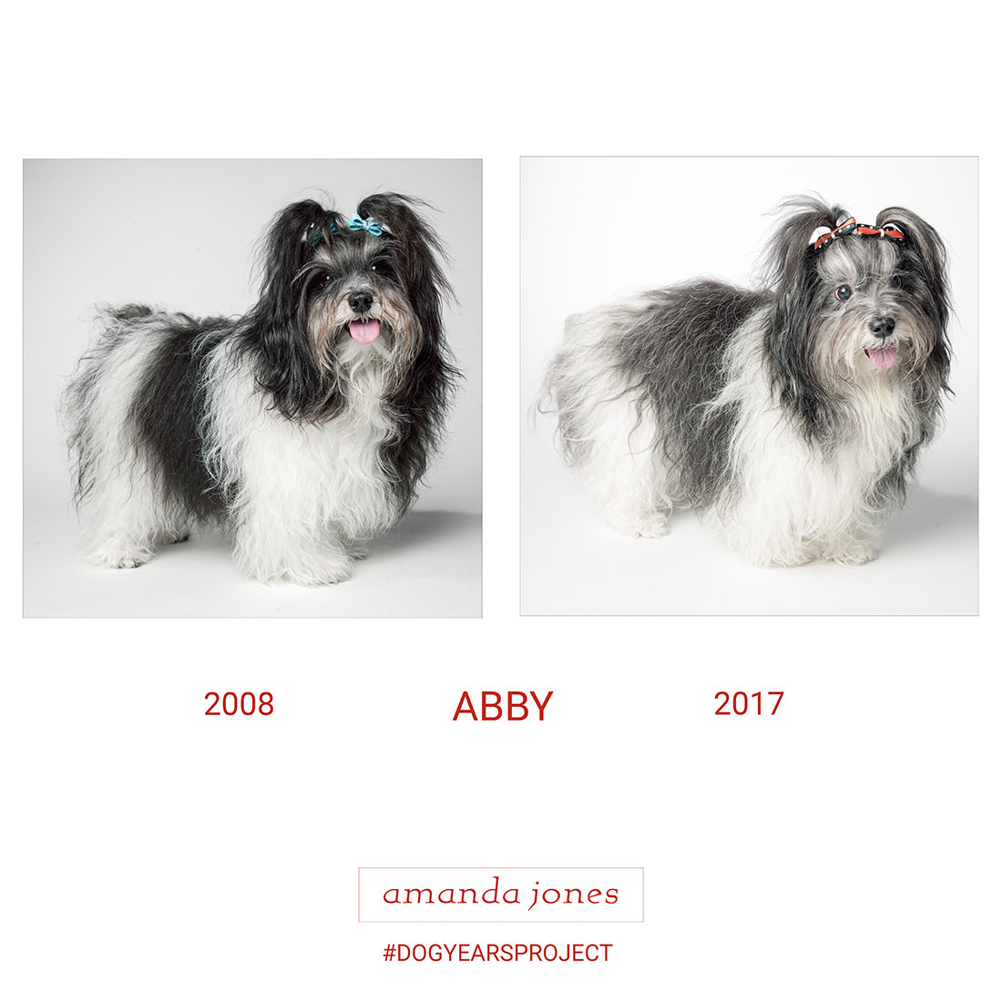 image of one dog taken years apart, from when they were younger to older