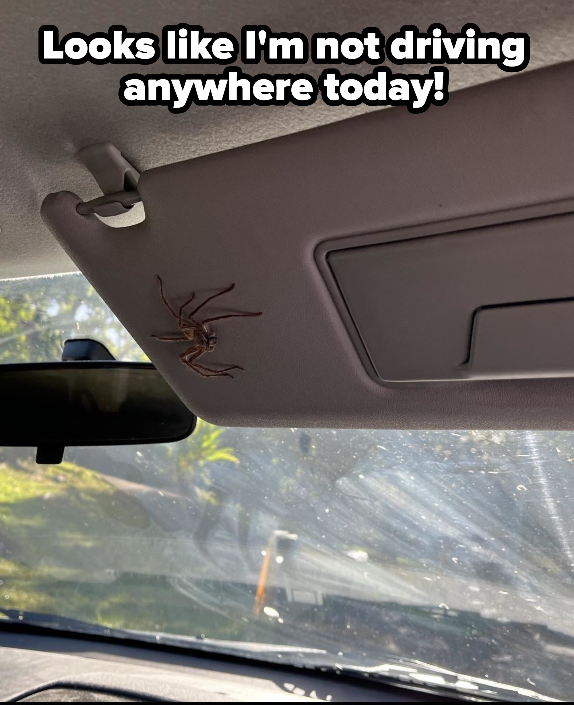 A very large spider inside a car