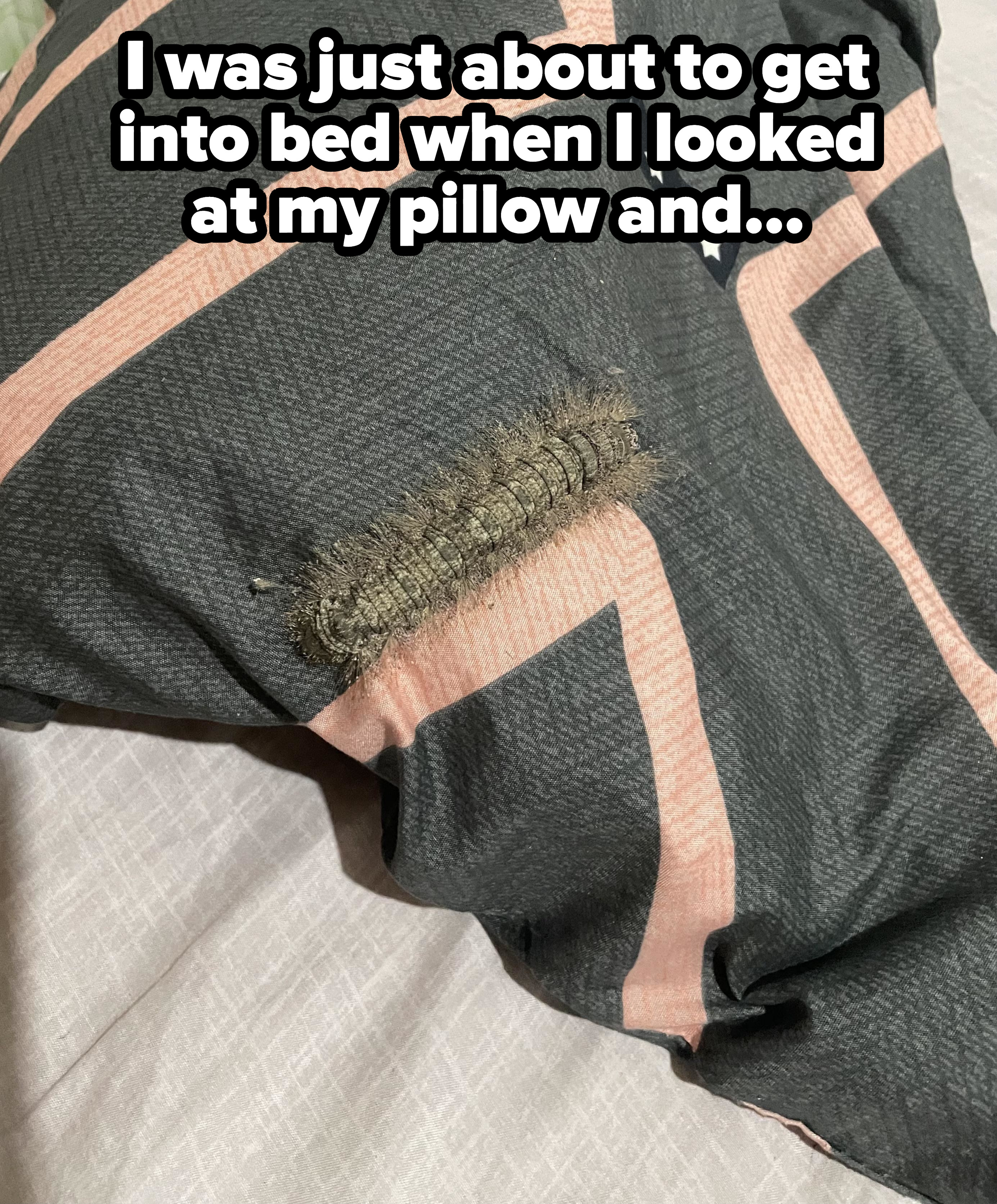 Large caterpillar on a pillow