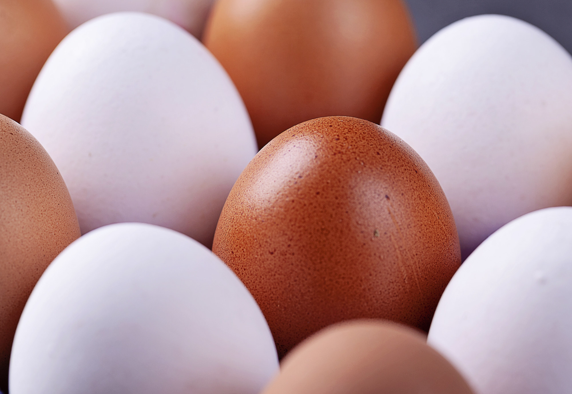 Какие яйца лучше купить. Коричневое яйцо. Яйцо домашнее. Цвет яиц. Курица с яйцами.