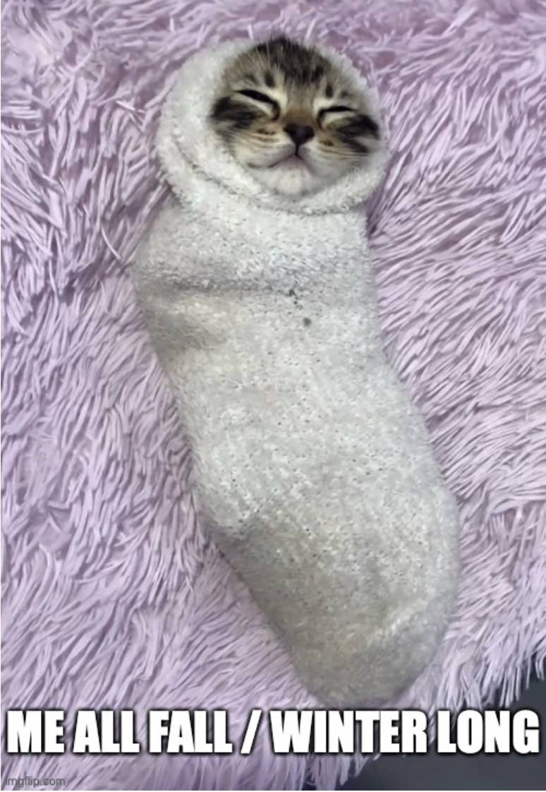 The best cat memes