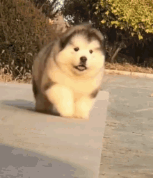 fluffy dog falls off steps
