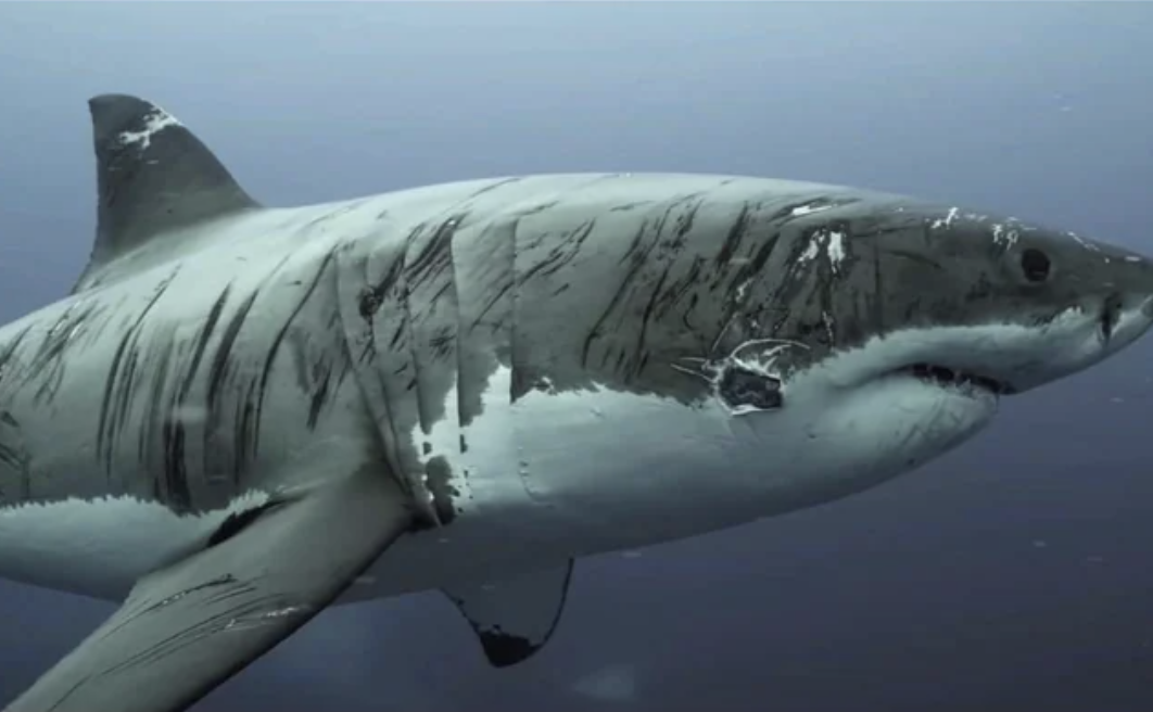 A shark with multiple abrasions all over its body