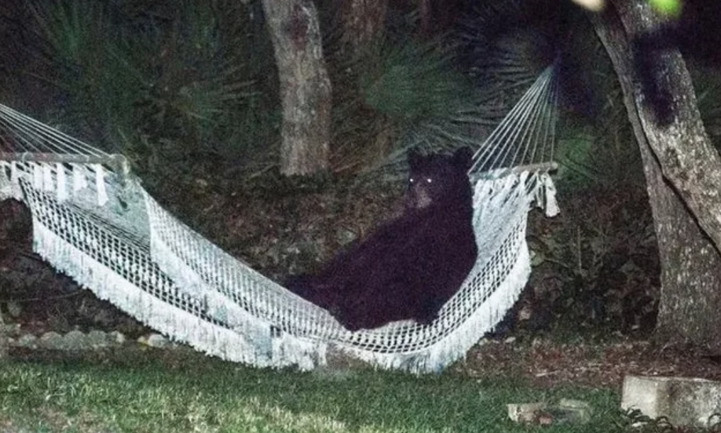 A bear laying in someone&#x27;s hammock