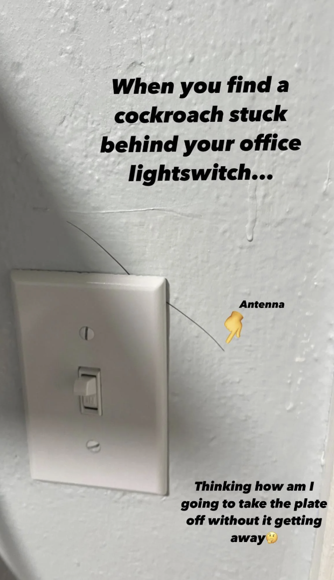 A roach stuck behind a light switch