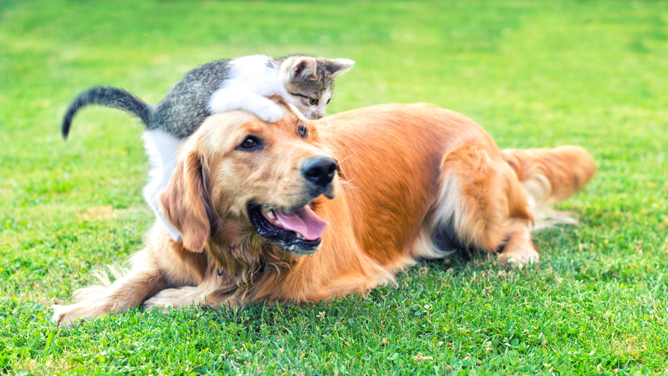 Dog and cat playing. Счастливые собаки и кошки. Здоровая собака. Фото кошек и собак. Собака летом.