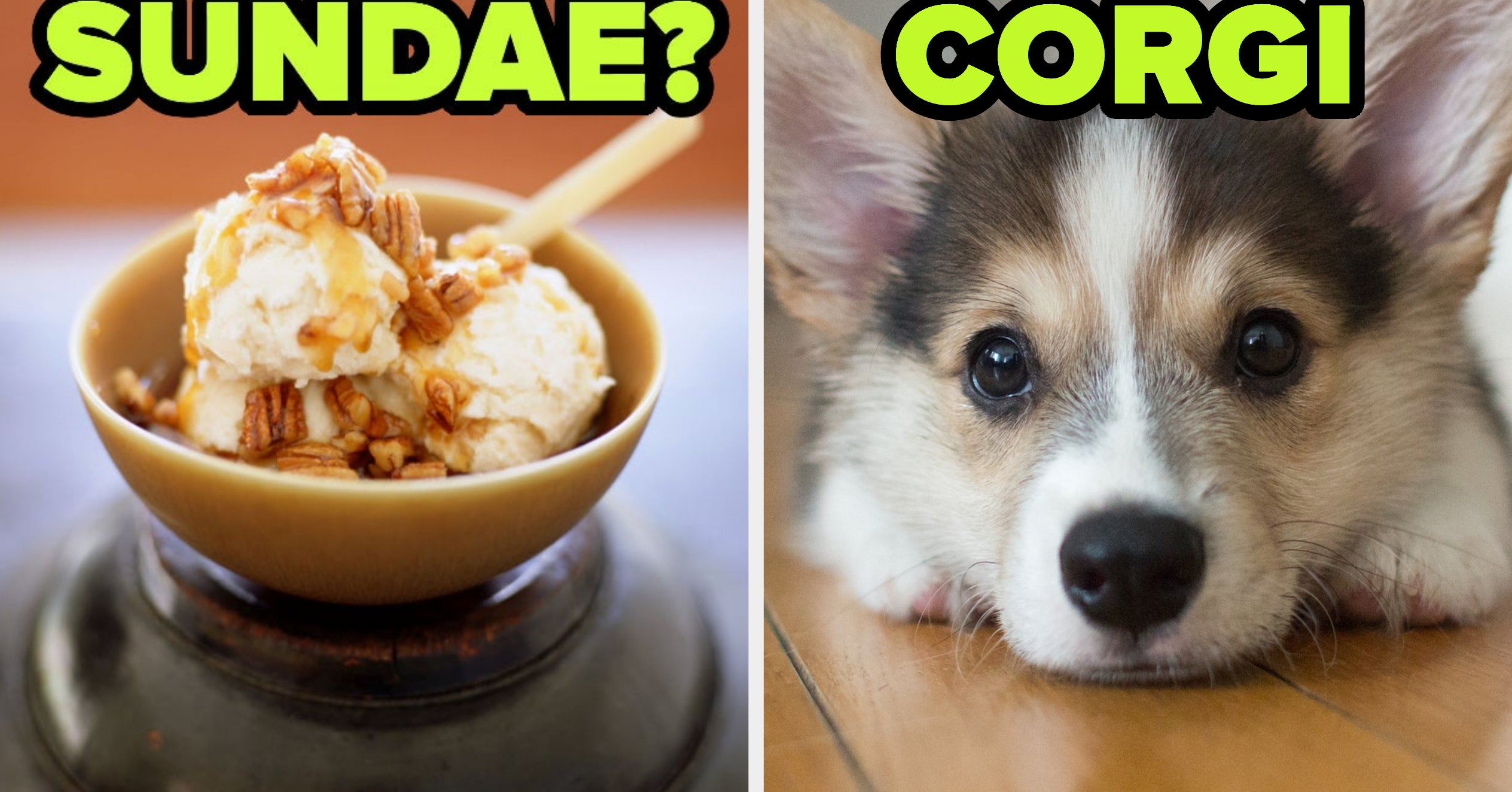 Which Dog Breed Are You Based On The Food You Slurp Up?