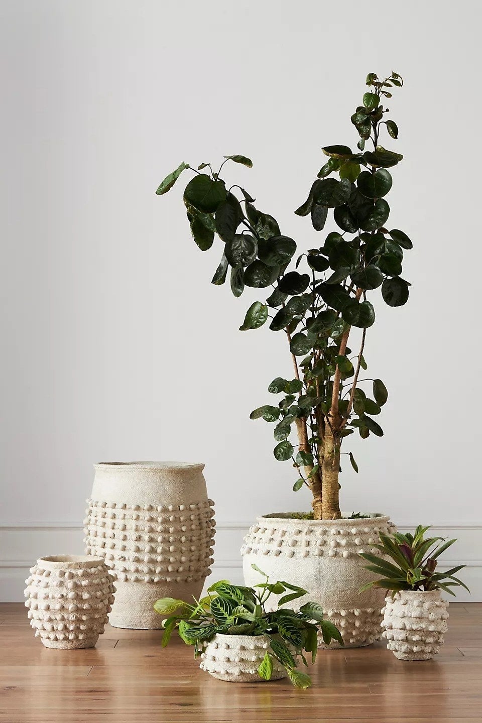 Get Your Home Textured With Plants preview