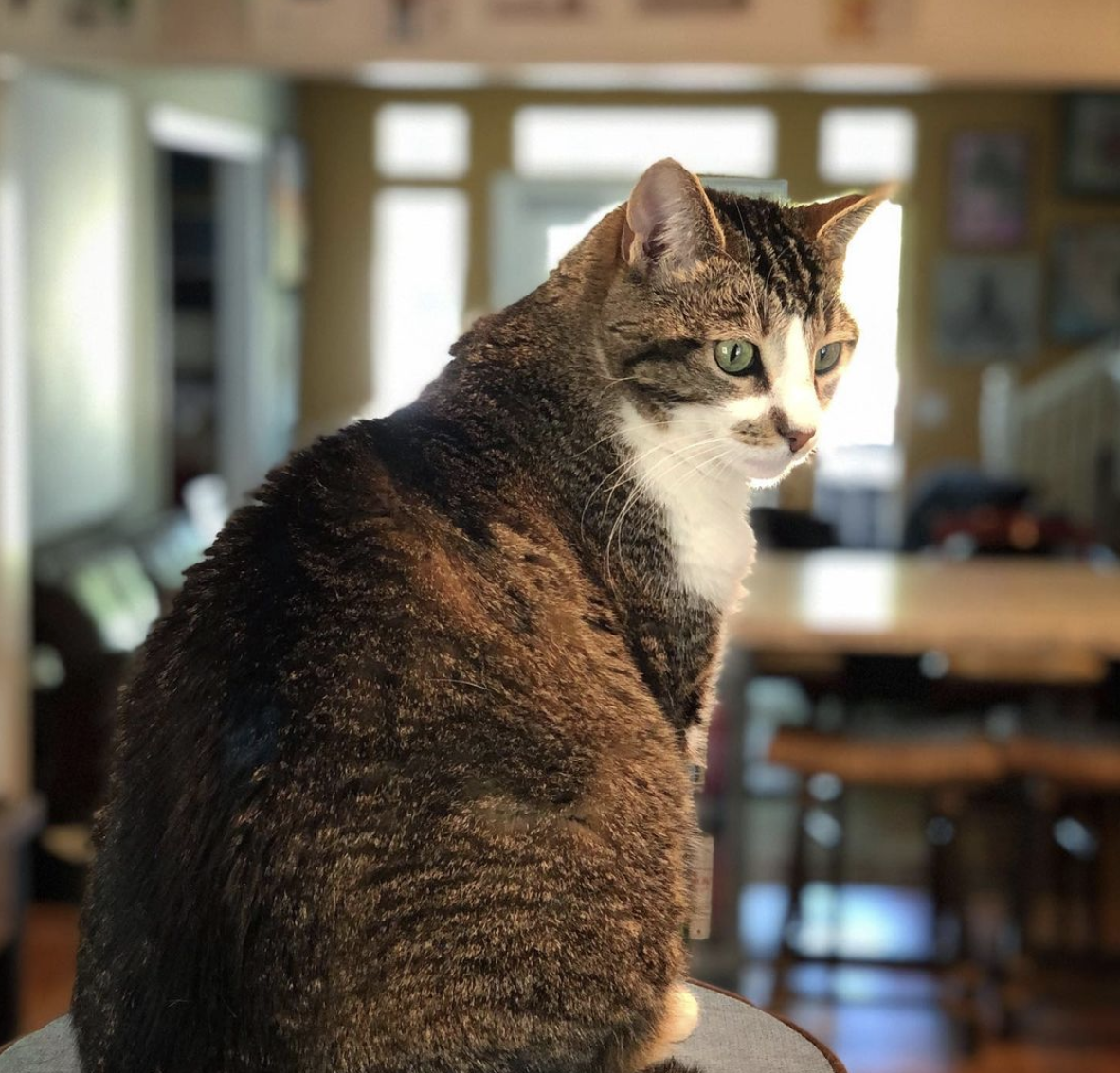 Snickers sits