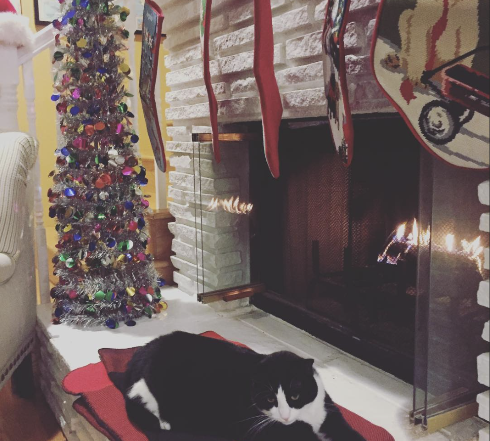 Oreo relaxes by fireplace and Christmas tree