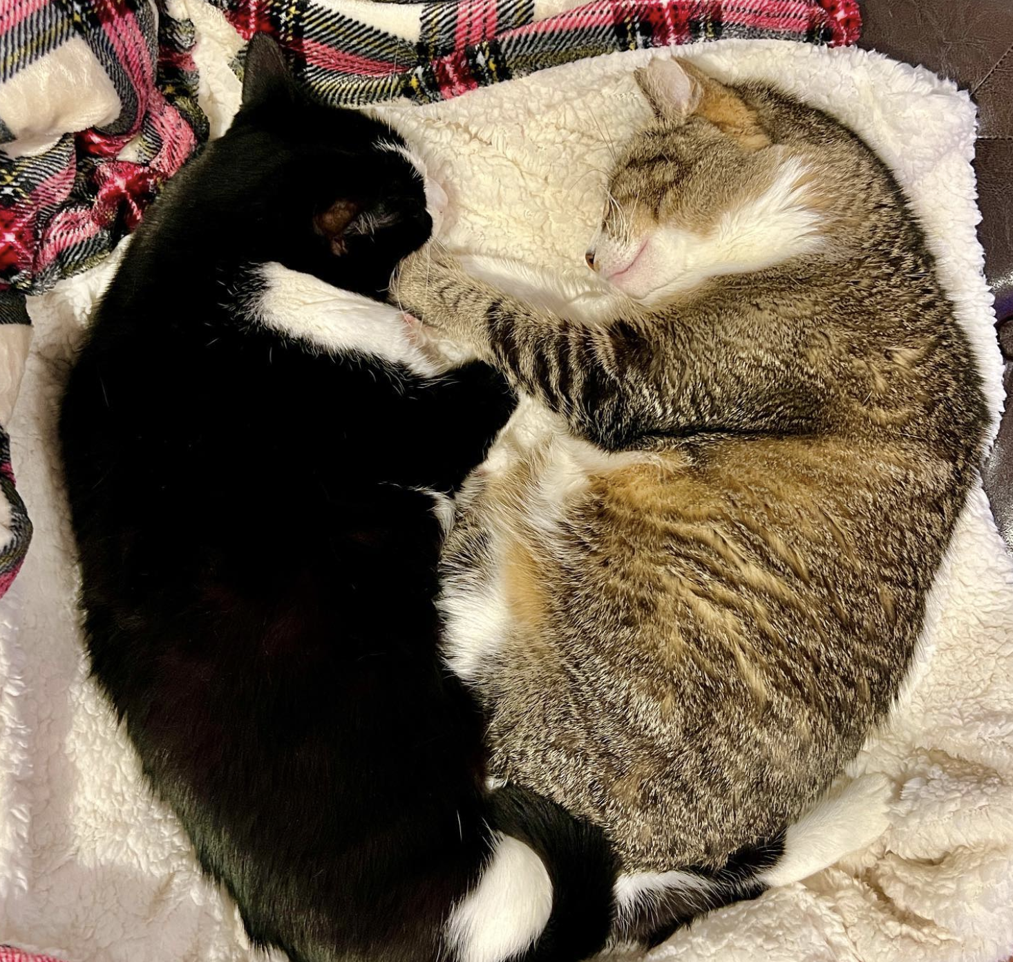 Snickers and Oreo sleep on blanket