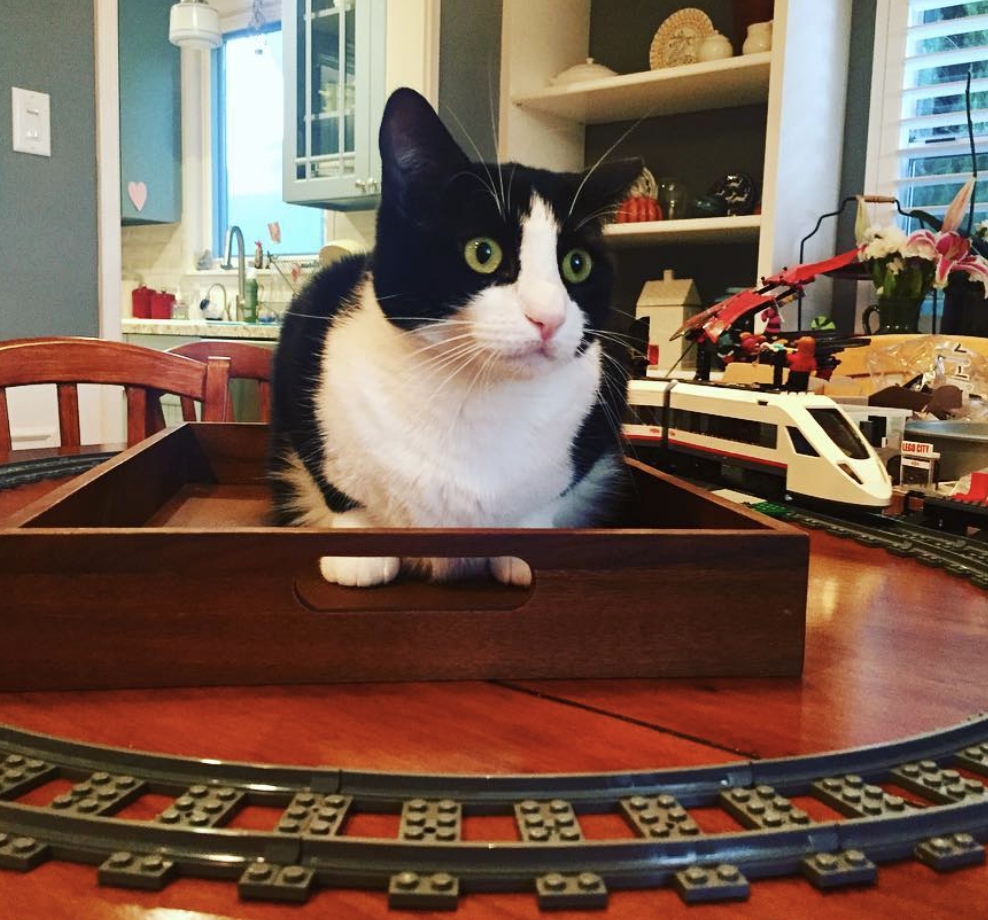 Oreo sits in a wood tray
