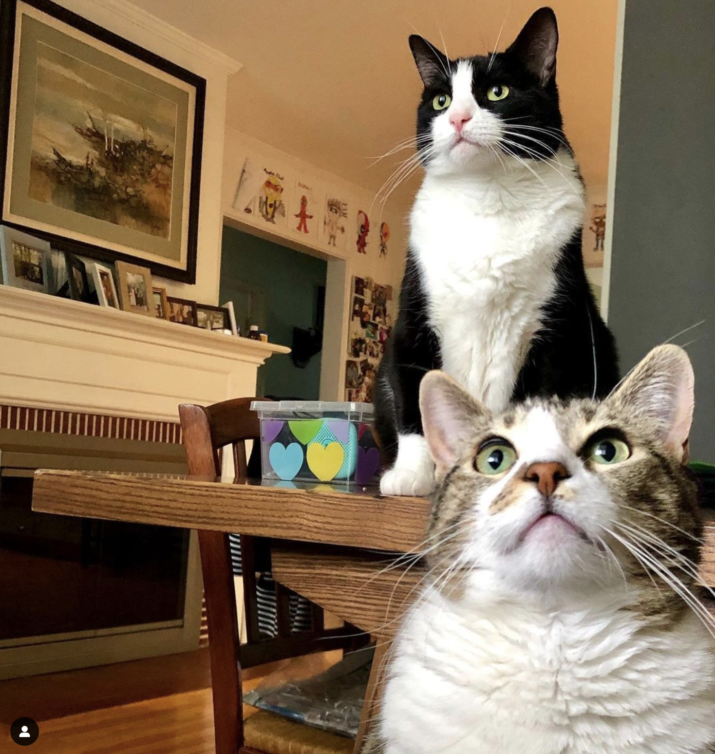 Snickers and Oreo watch something in the distance