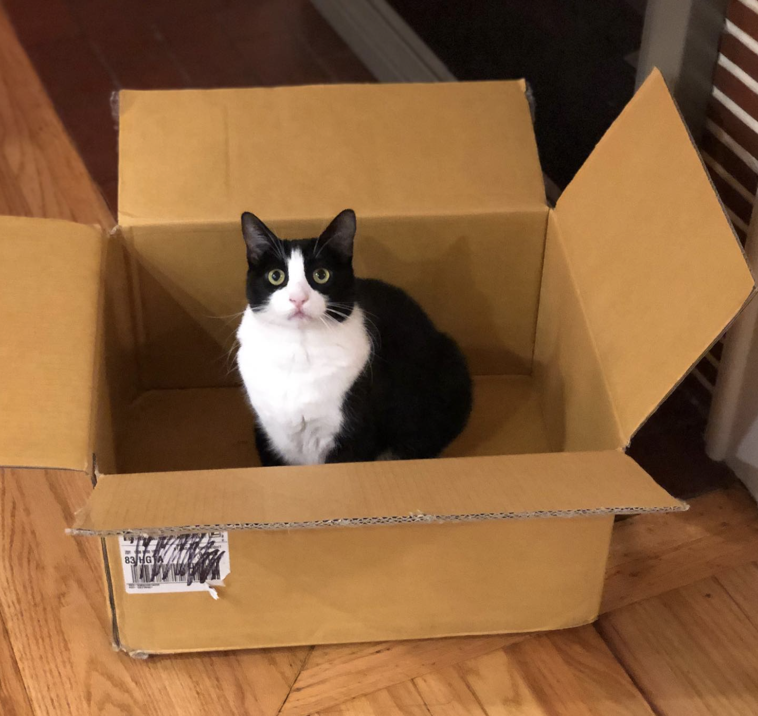 Oreo sits in a box