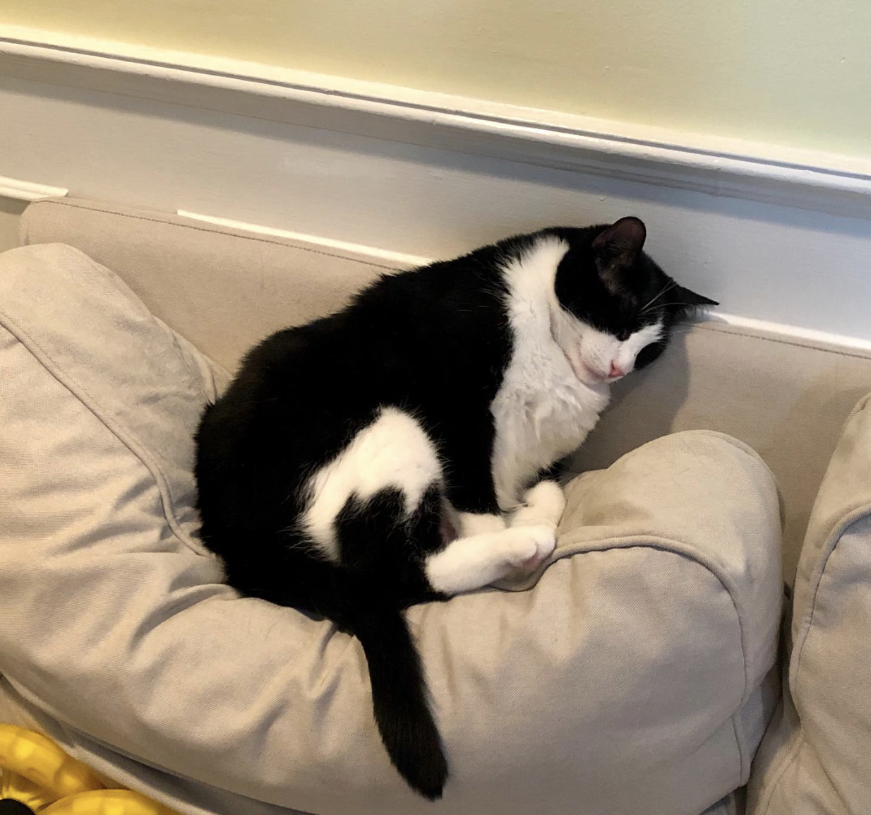 Oreo relaxes on couch