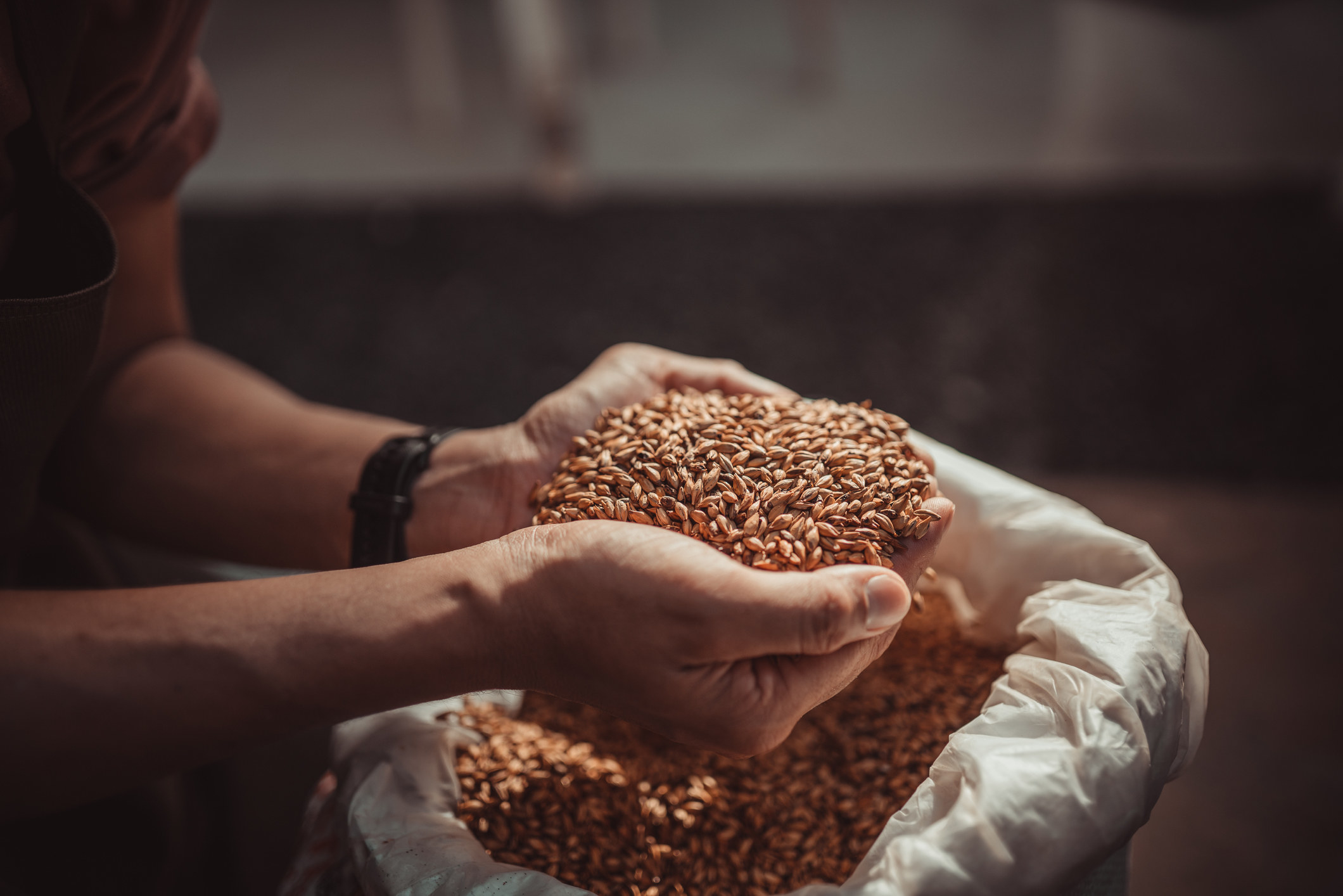 Someone&#x27;s hands cupping barley