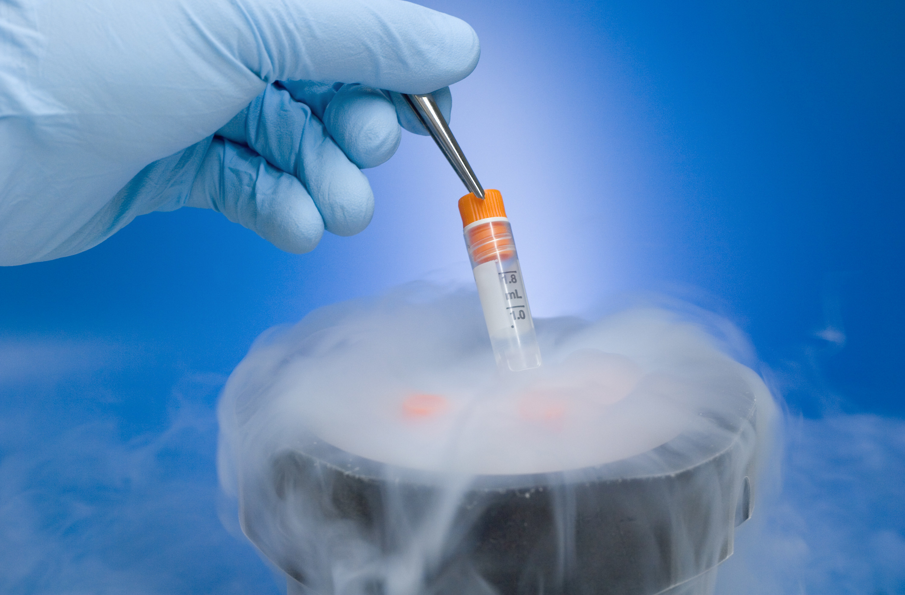 A frozen embryo