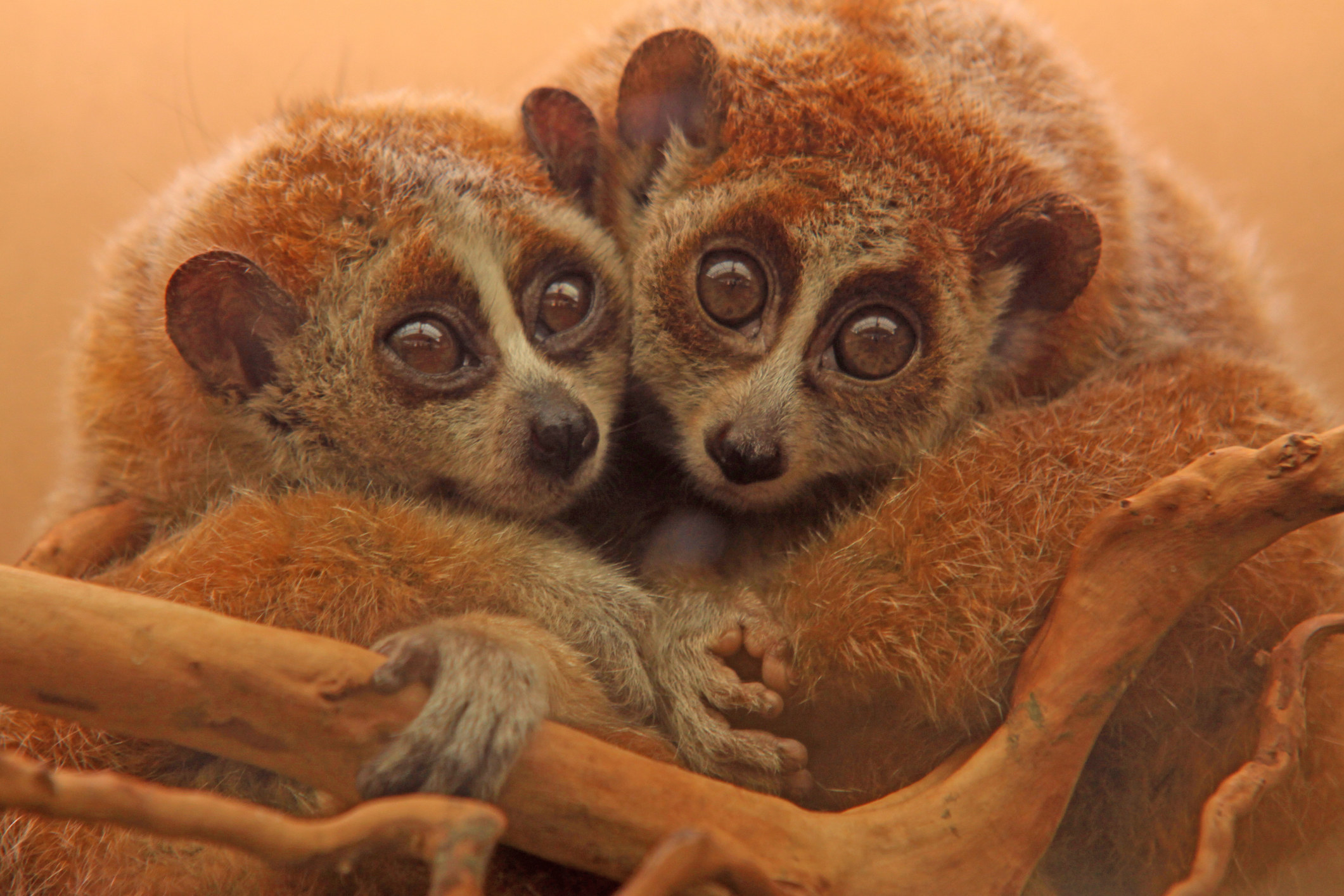 Two lorises cuddling