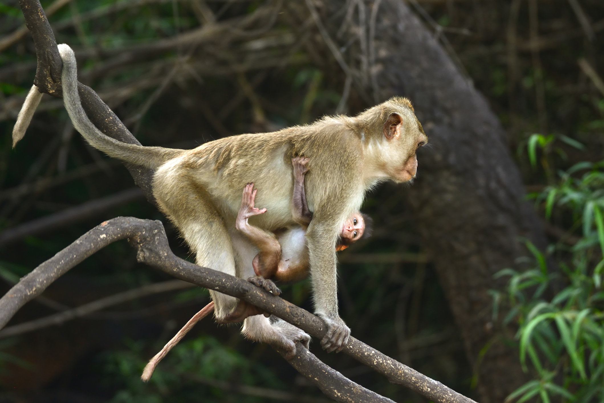 A baby monkey clutching its mother