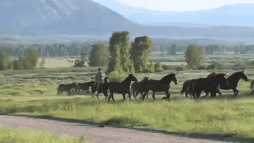 Horses running through a pasture