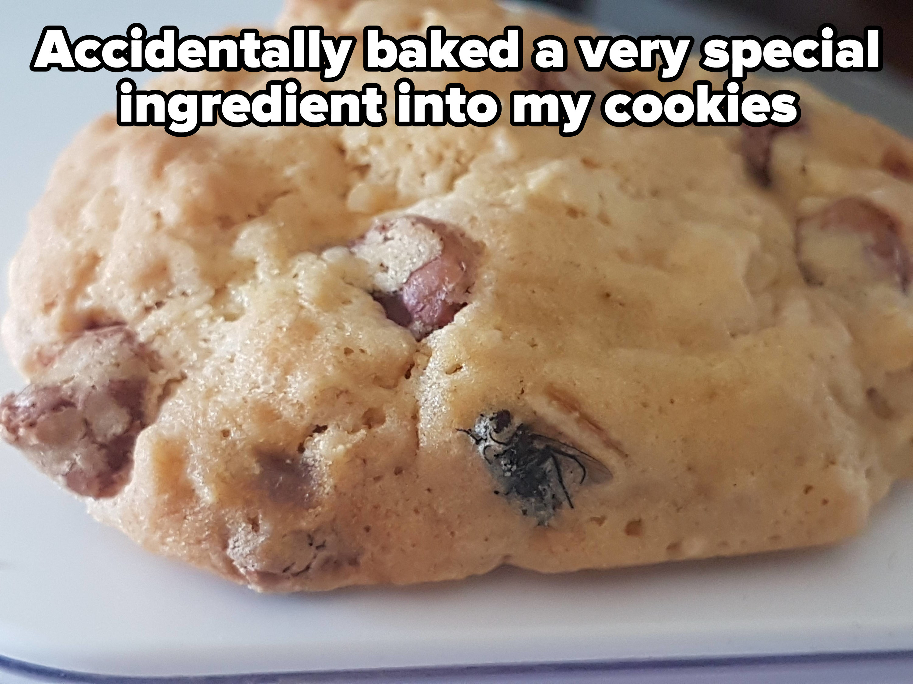 A fly in a cookie