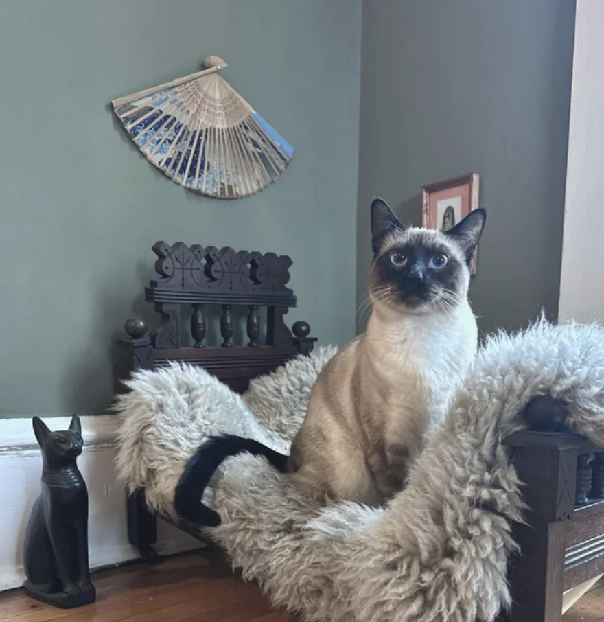 A cat on a small bed
