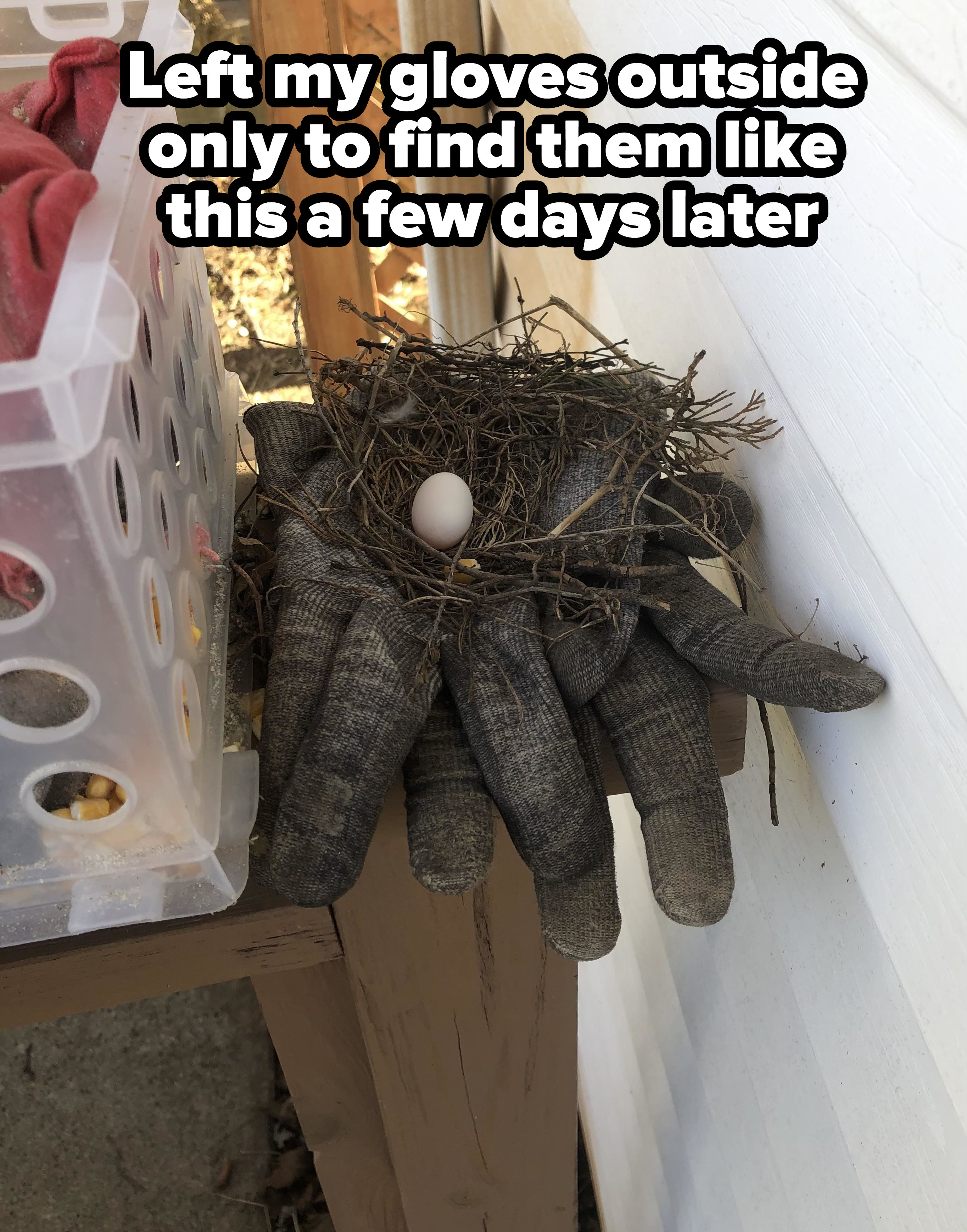 A nest on a set of gloves