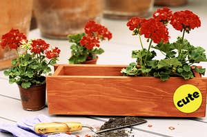 A flower box with blooming flowers inside