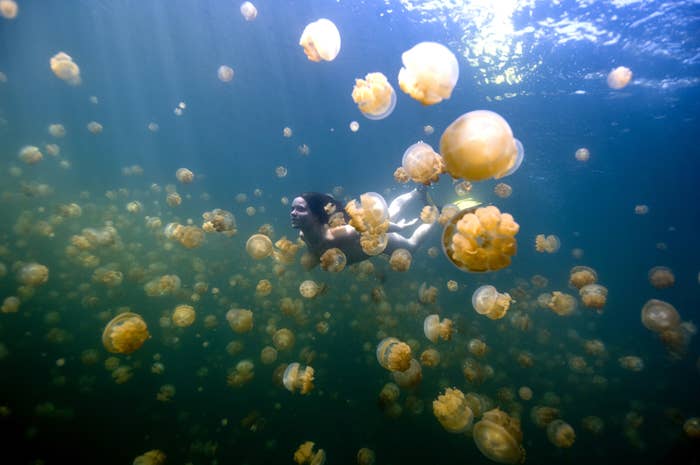 A woman swimming with jellyfish