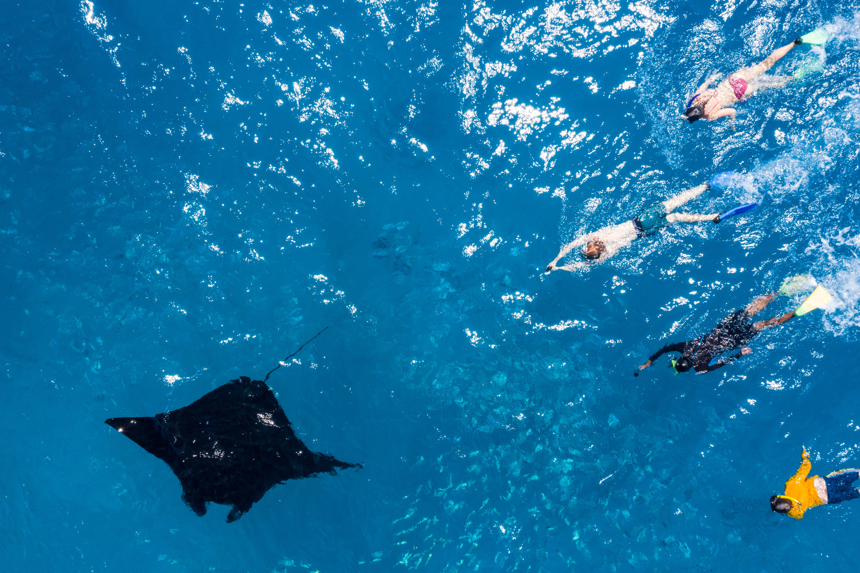 People swimming in the ocean with a manta ray