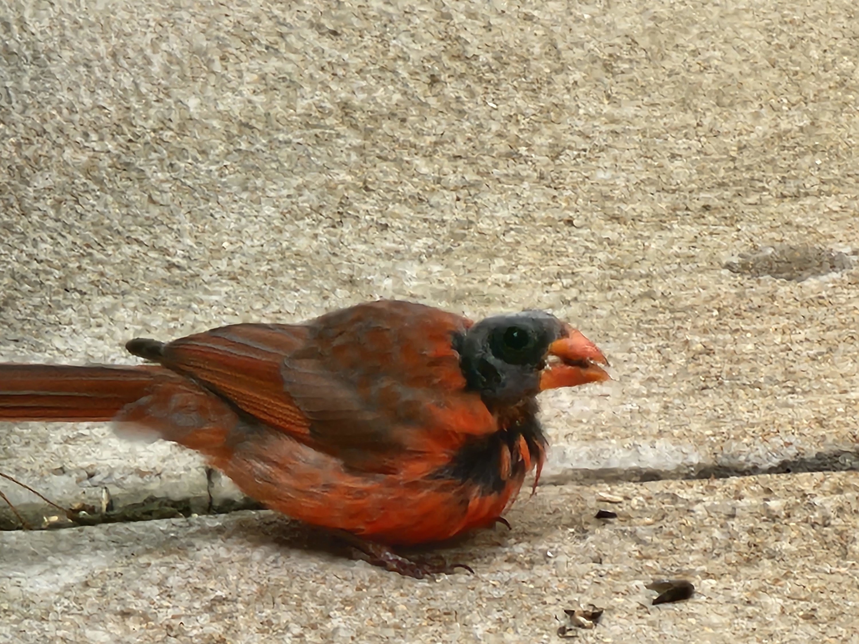 A cardinal without feathers on its head