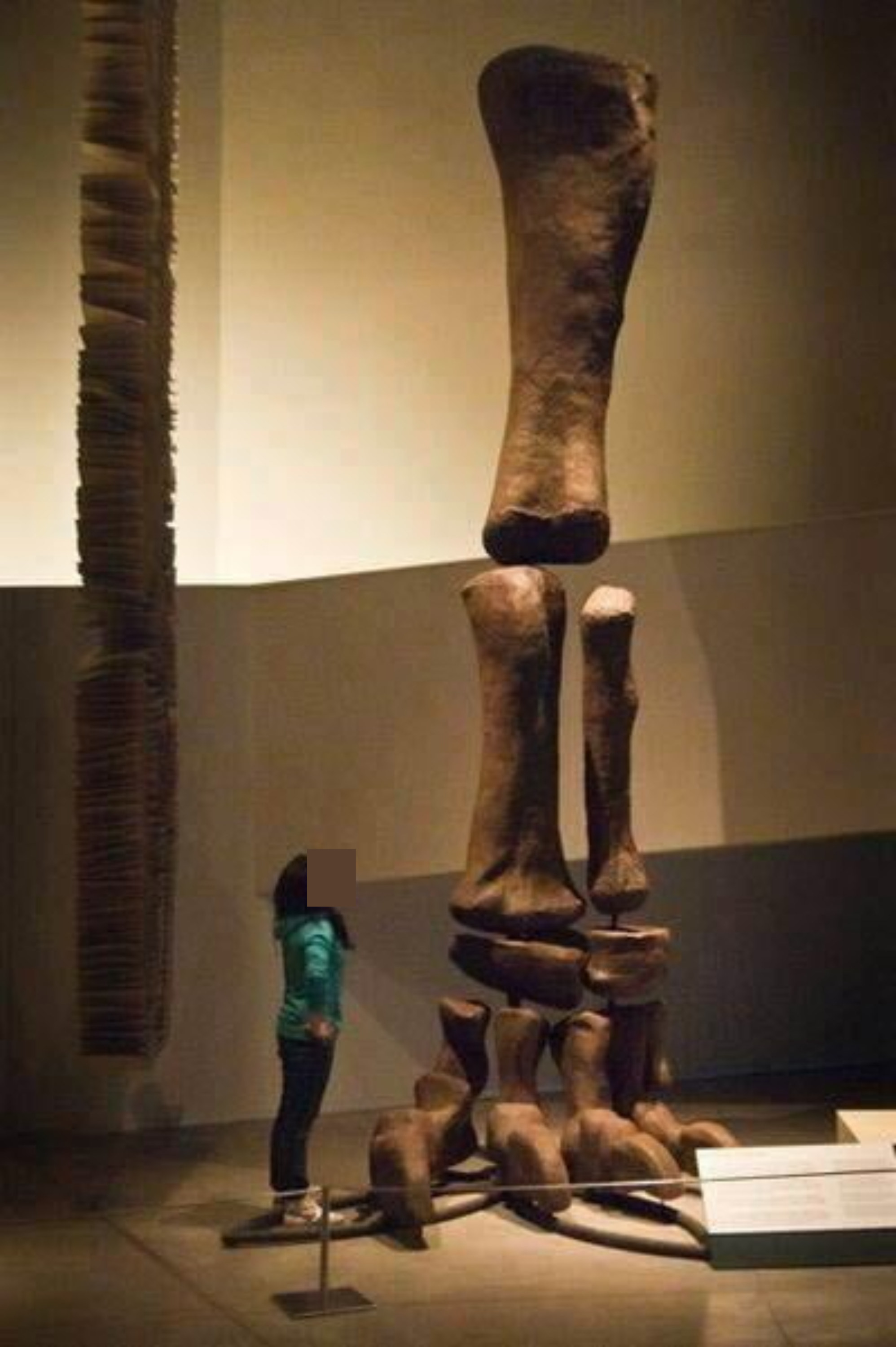 A woman standing next to the bones of a dinosaur leg in a museum and only reaching the top of the foot