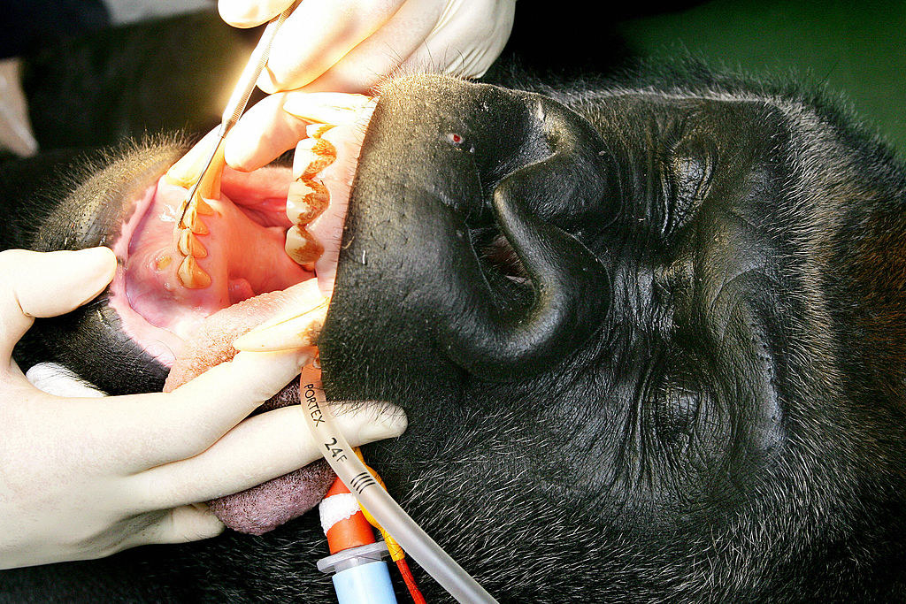 A gorilla getting dental work done