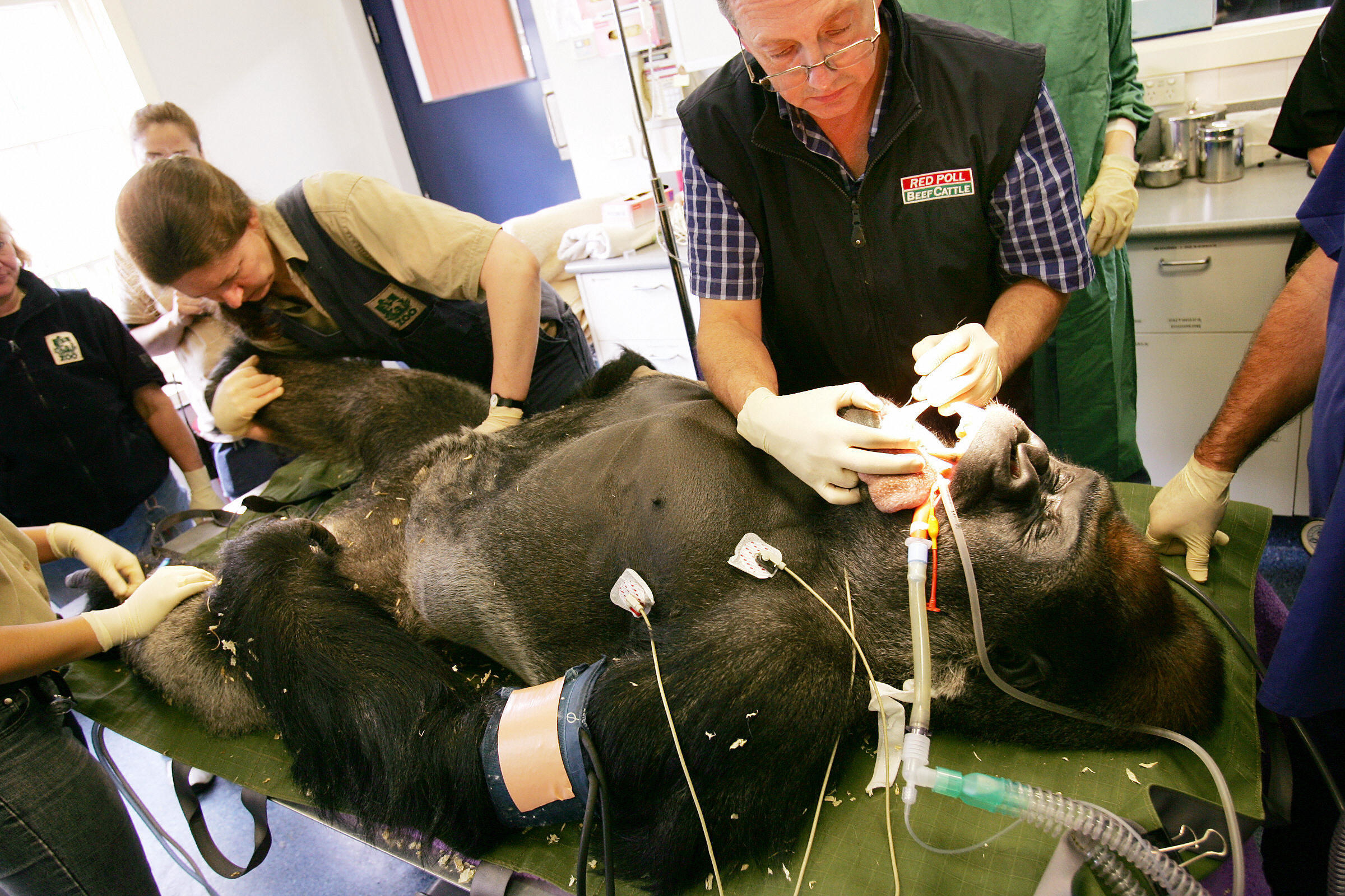 A dentist working on a gorilla
