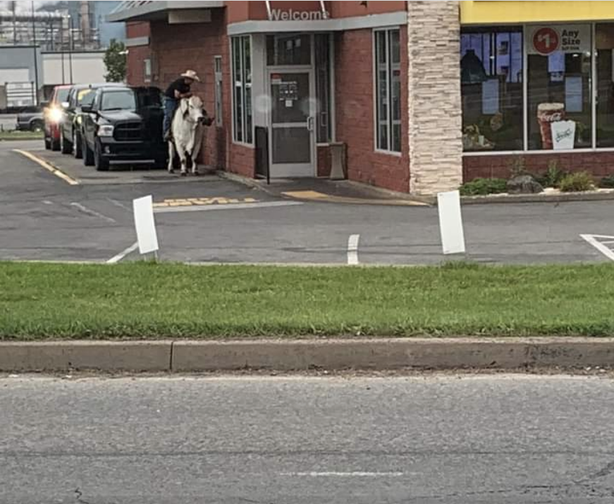 A person at a McDonald&#x27;s drive-thru on a cow