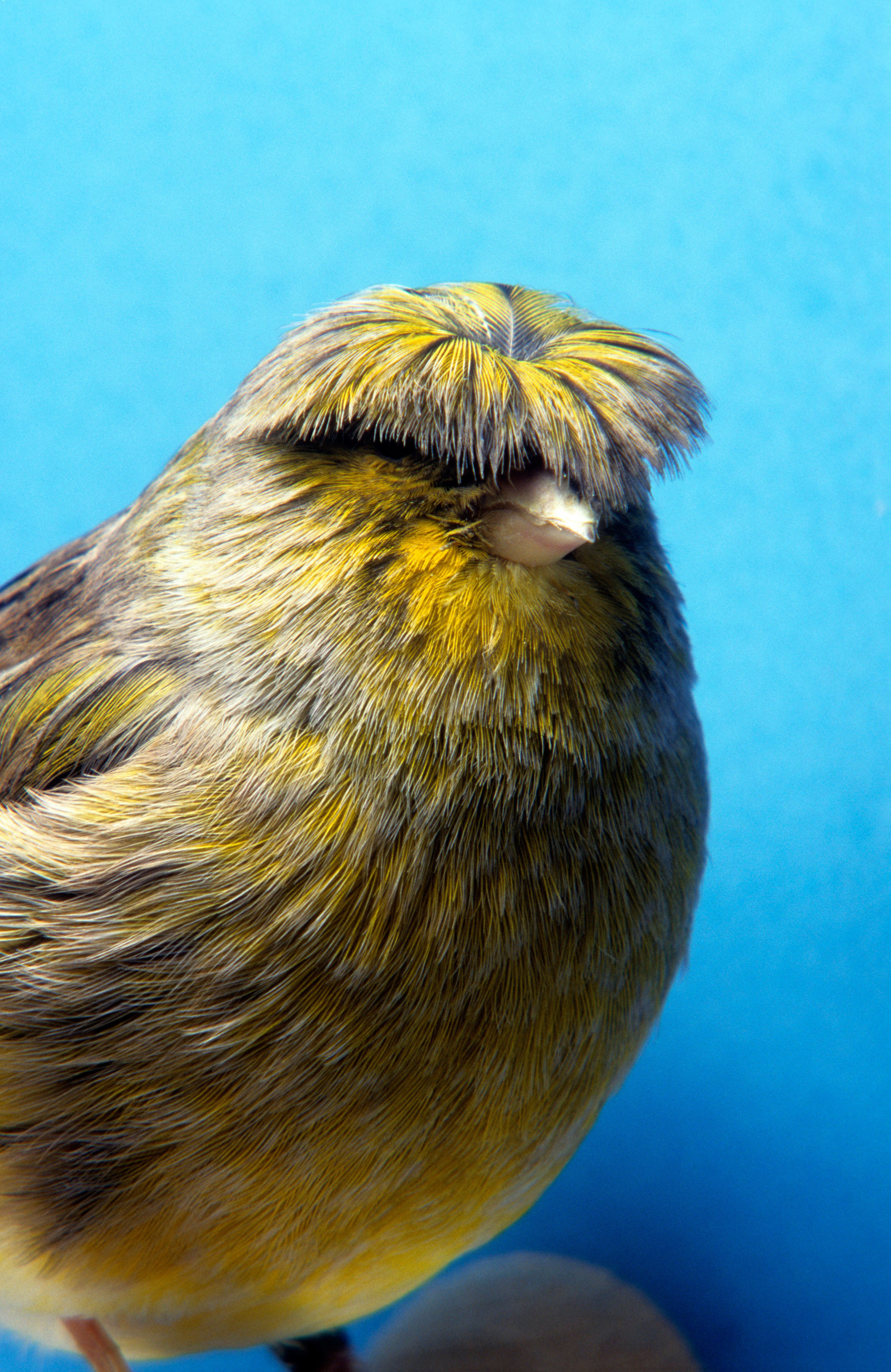 A crested canary