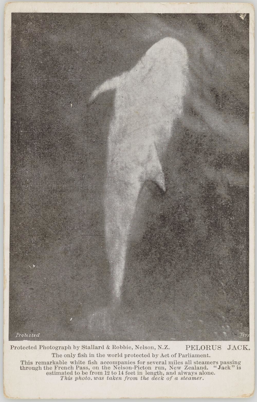 Pelorus Jack dolphin in a news clipping