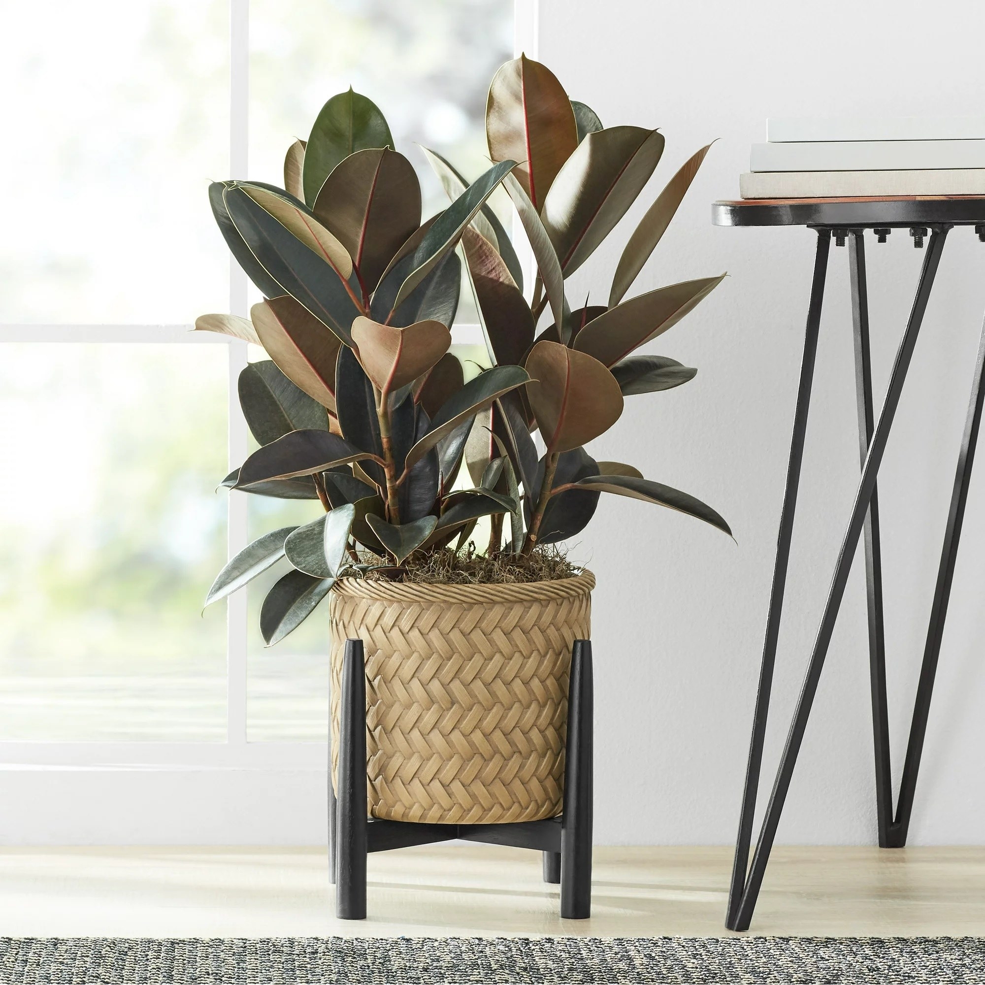 The planter with a plant in it