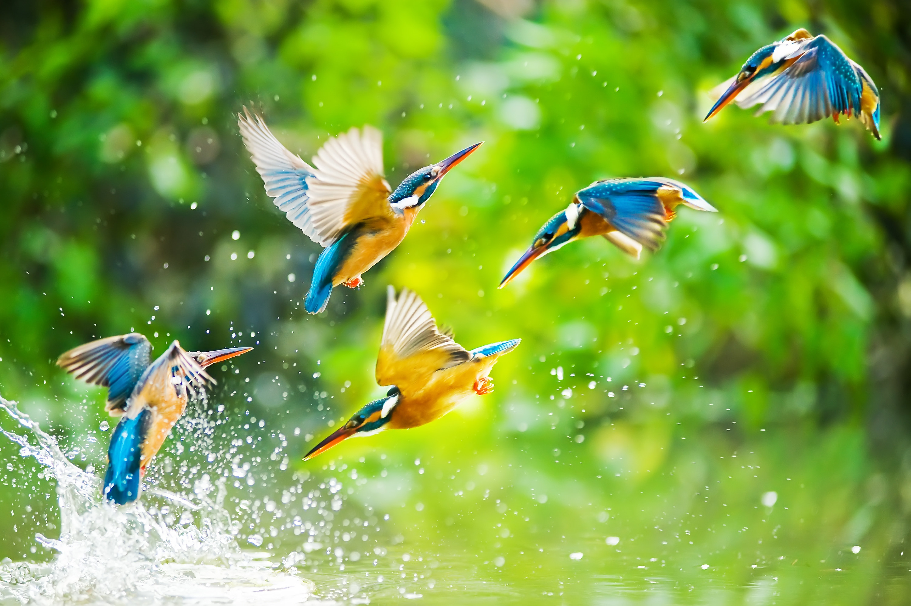 Birds flying from the water
