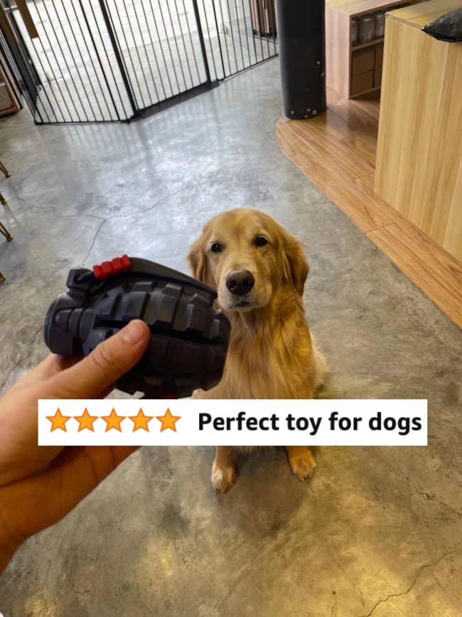 A reviewer holding the toy in dark blue with their dog looking at it in the background