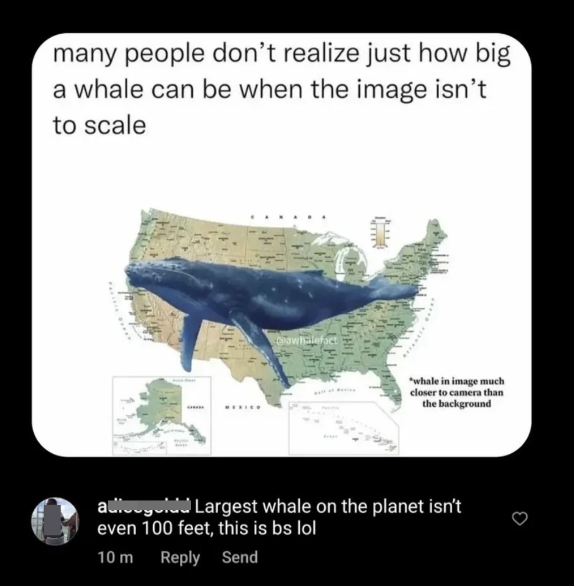 "Largest whale on the planet isn't even 100 feet, this is bs lol"