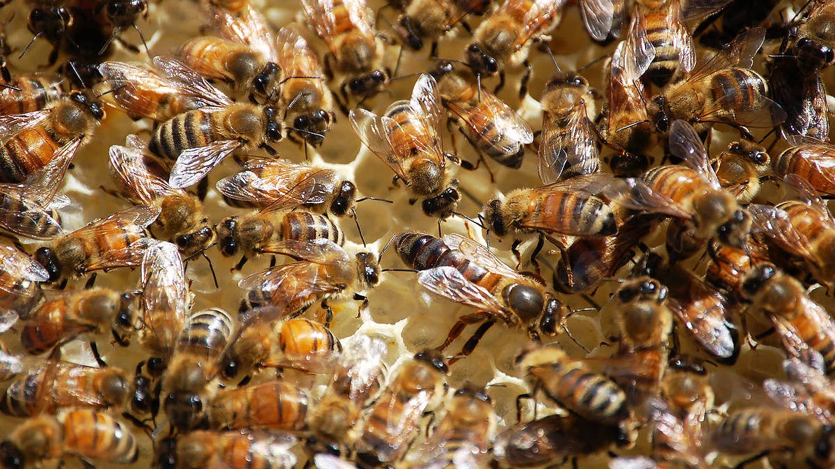 Six people have been killed by bees in Nicaragua after a bus crashed into a ravine and hit several beehives, unleashing the deadly swarms on the passengers.
