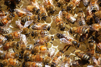 Close up photo of bees on honeycomb